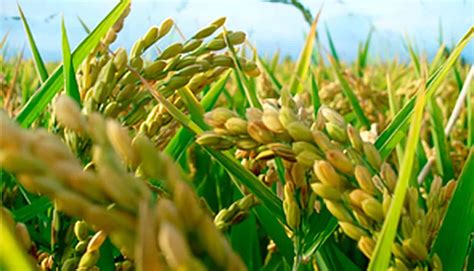  Guia Para Cultivo de Arroz na Região Delta do Mekong: Uma Sinfonia em Verde e Dourado